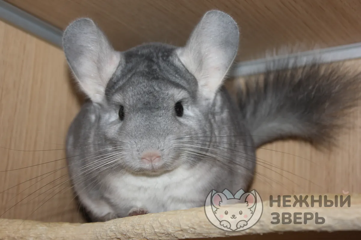 Наши шиншиллы
