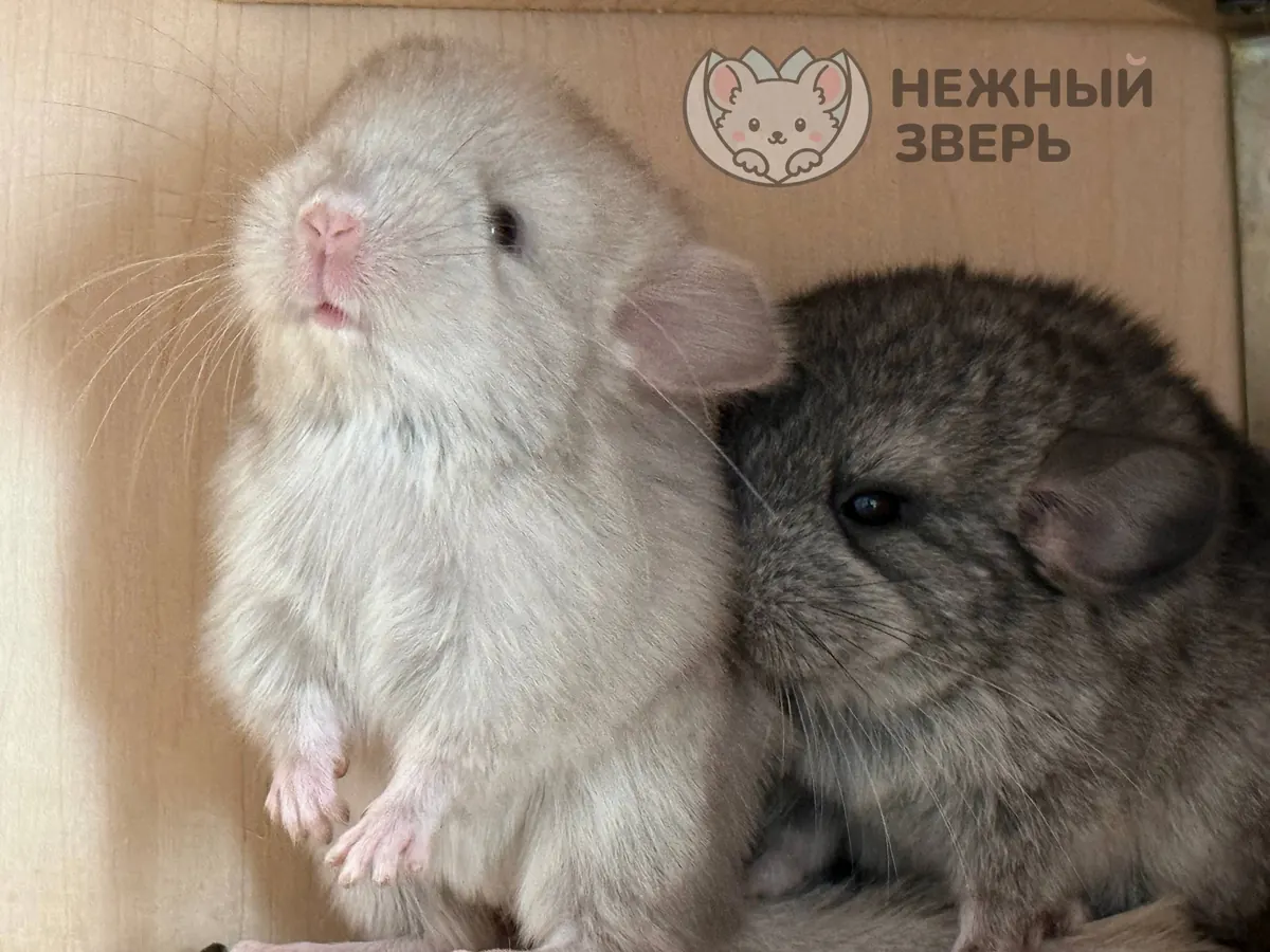 Наши шиншиллы