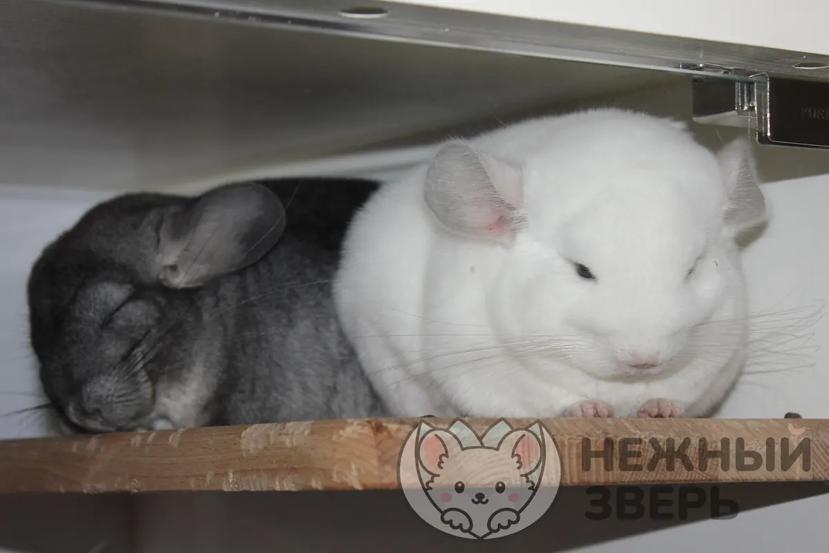 Наши шиншиллы