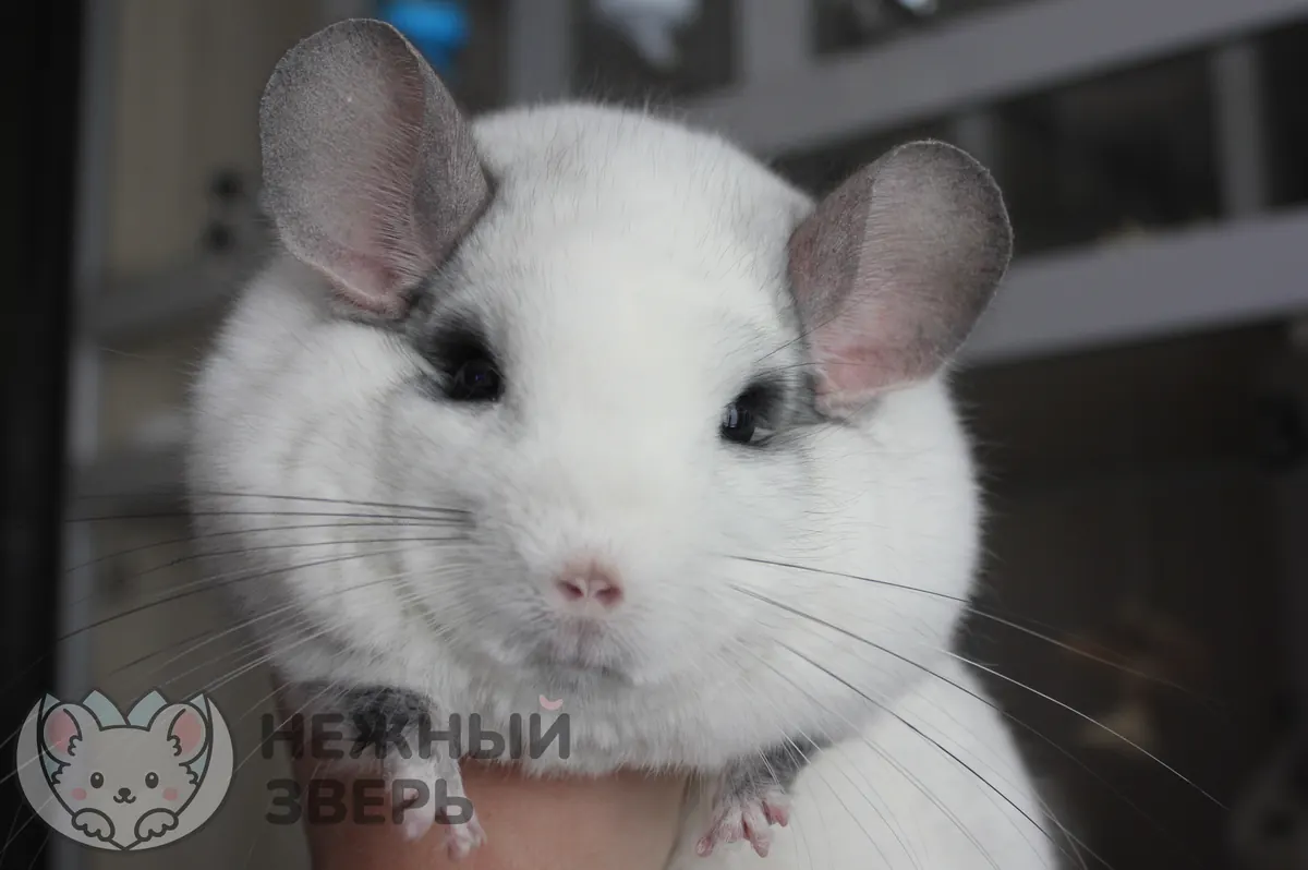 Наши шиншиллы
