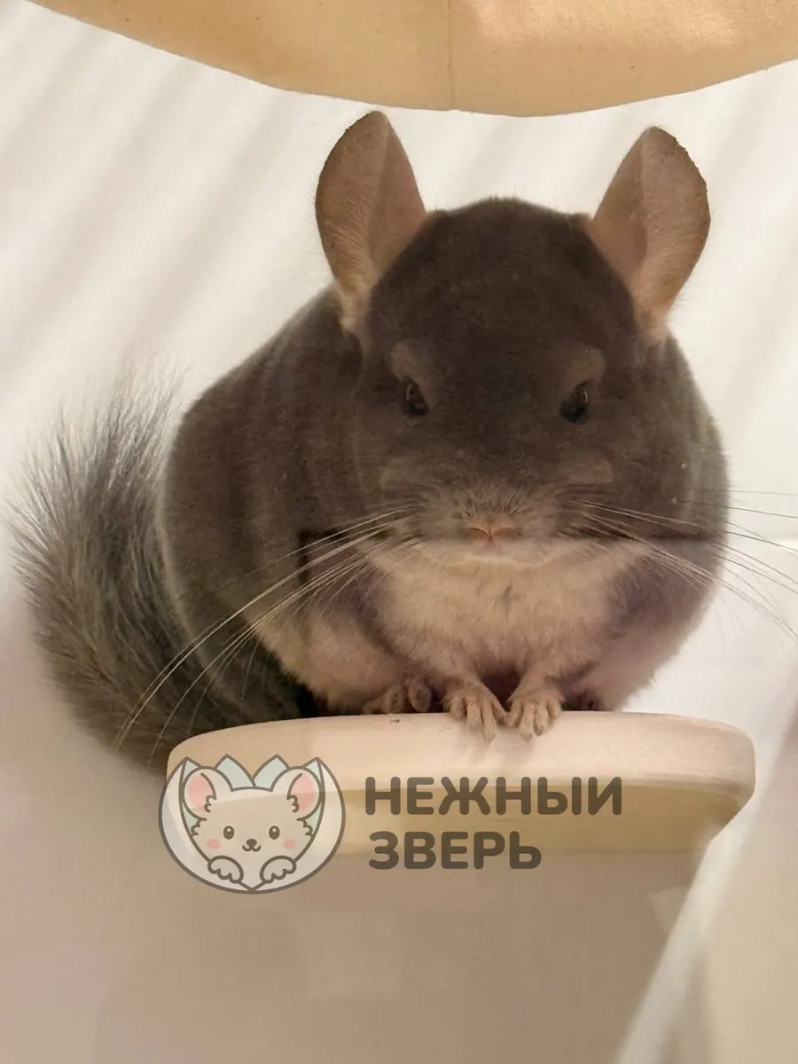 Наши шиншиллы