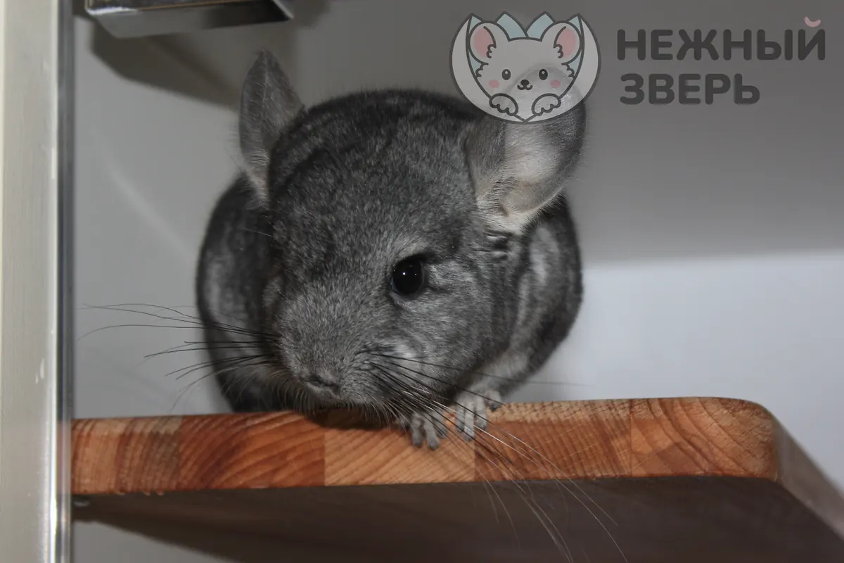 Наши шиншиллы