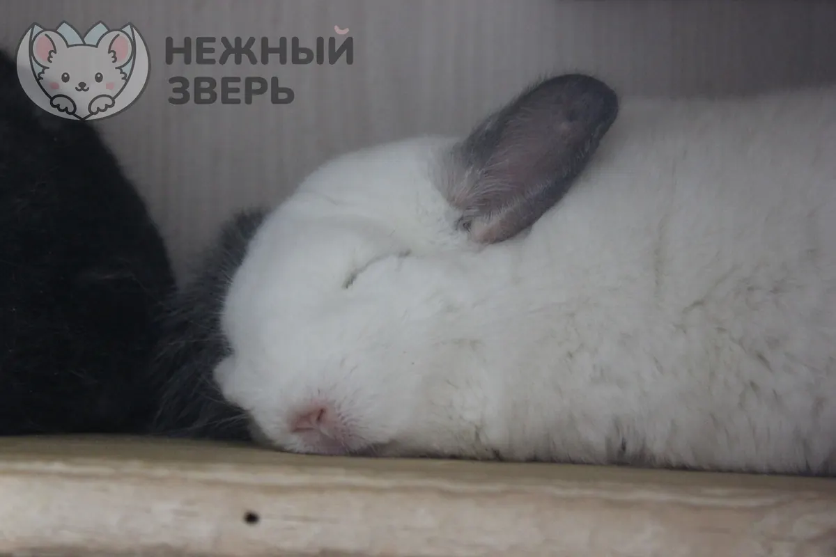 Наши шиншиллы