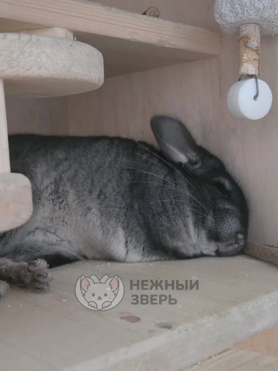 Наши шиншиллы