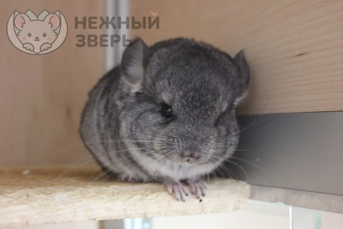 Наши шиншиллы