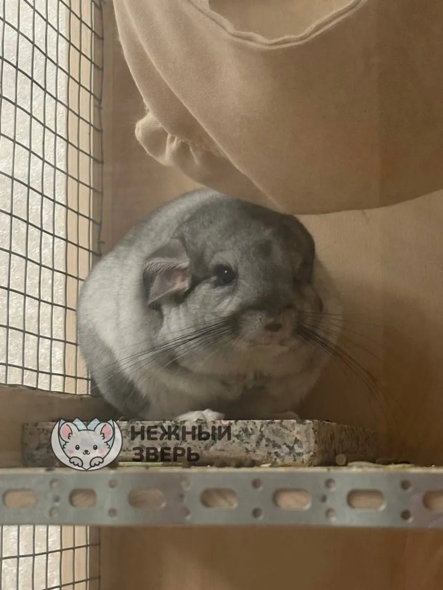 Наши шиншиллы