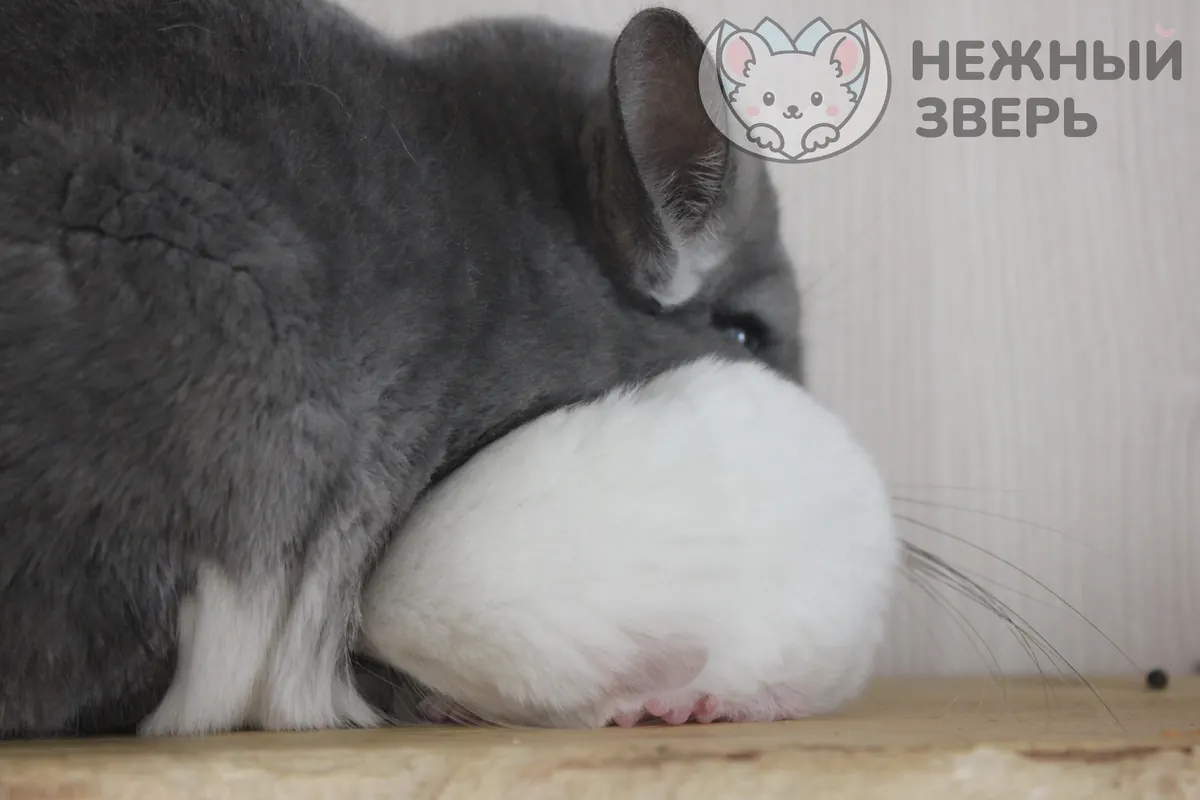 Наши шиншиллы