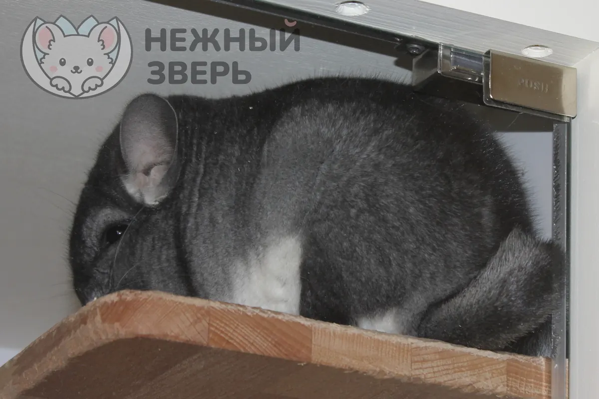 Наши шиншиллы
