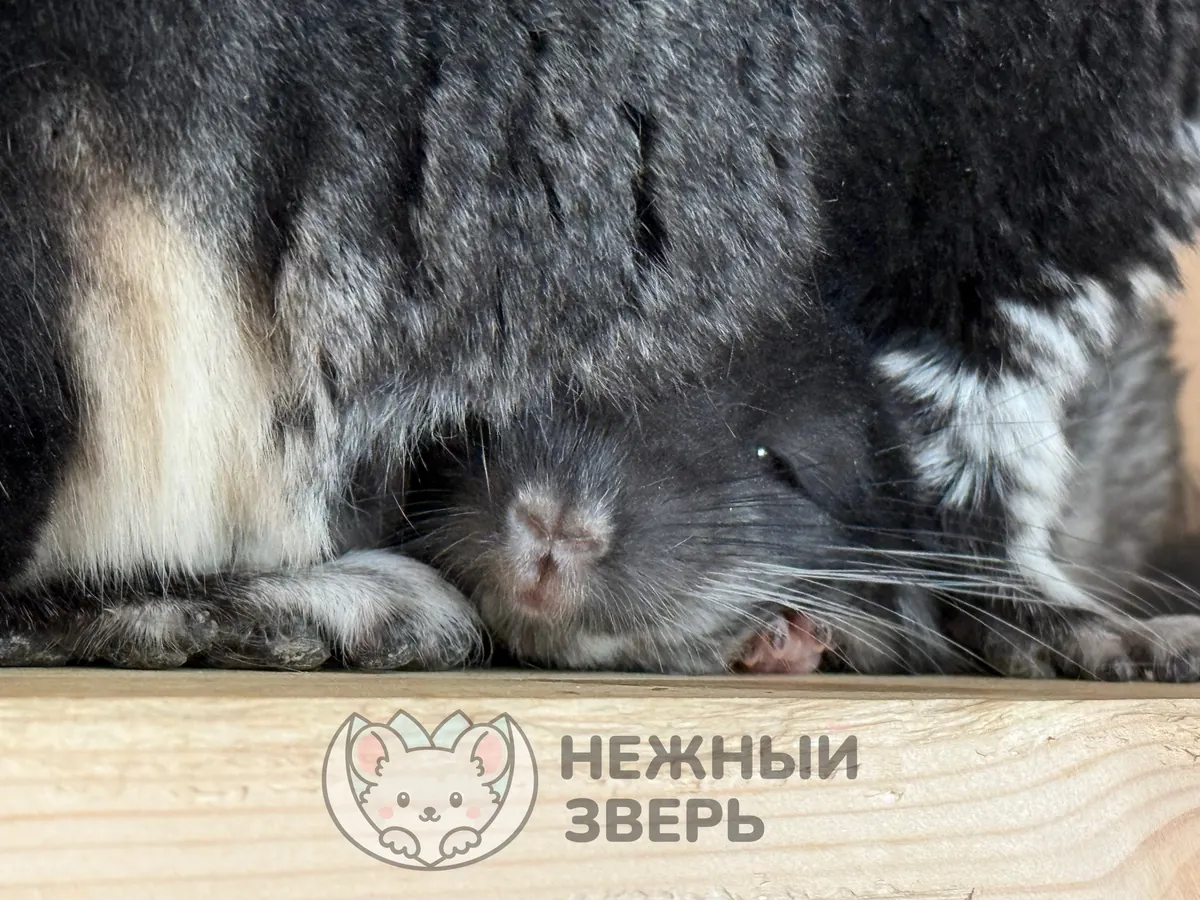 Наши шиншиллы