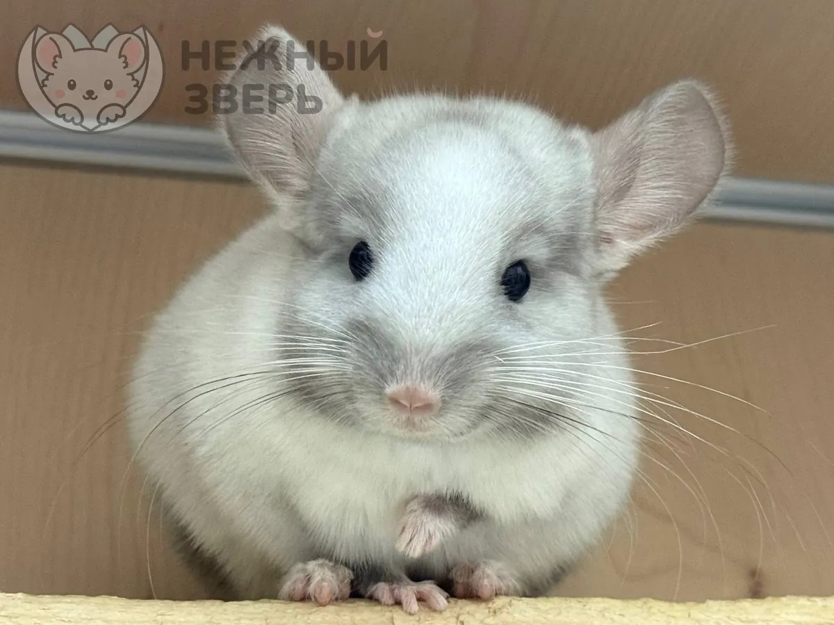 Наши шиншиллы