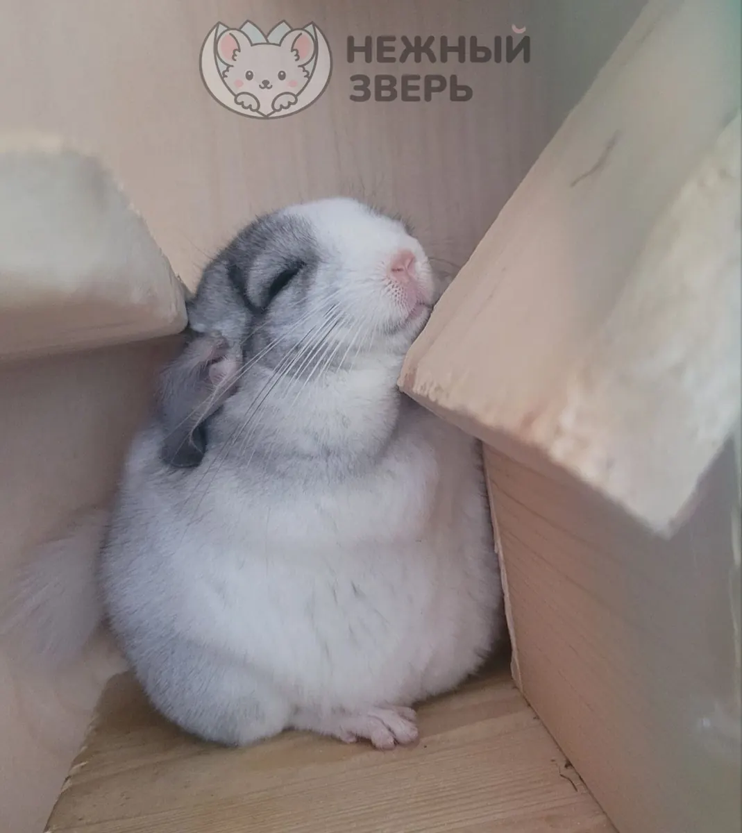 Наши шиншиллы