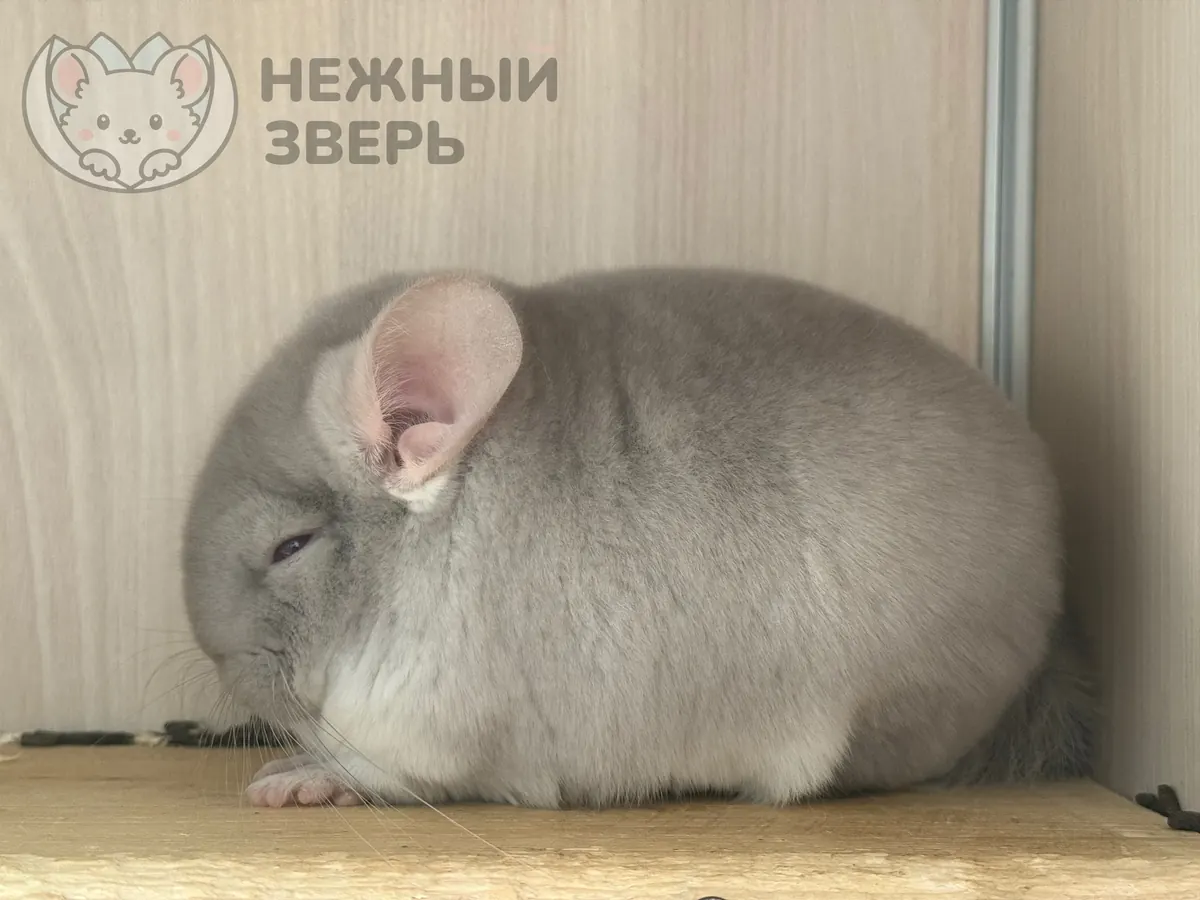 Наши шиншиллы