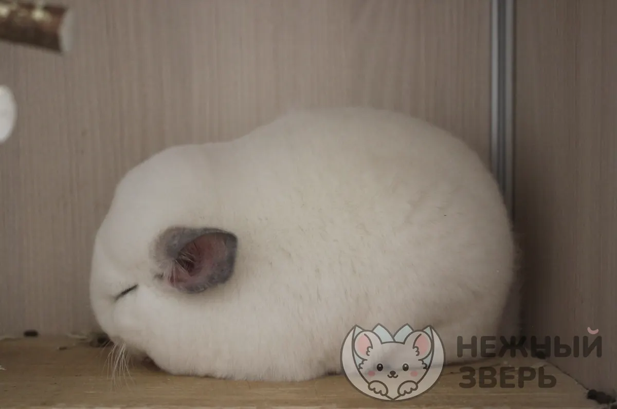 Наши шиншиллы