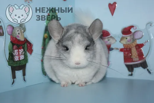 Бархат