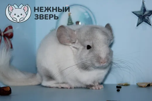 Бархат