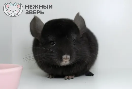 Эбони