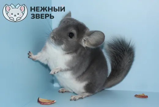 Фиолетовый