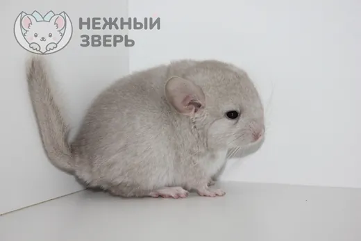 Гетеробежевый